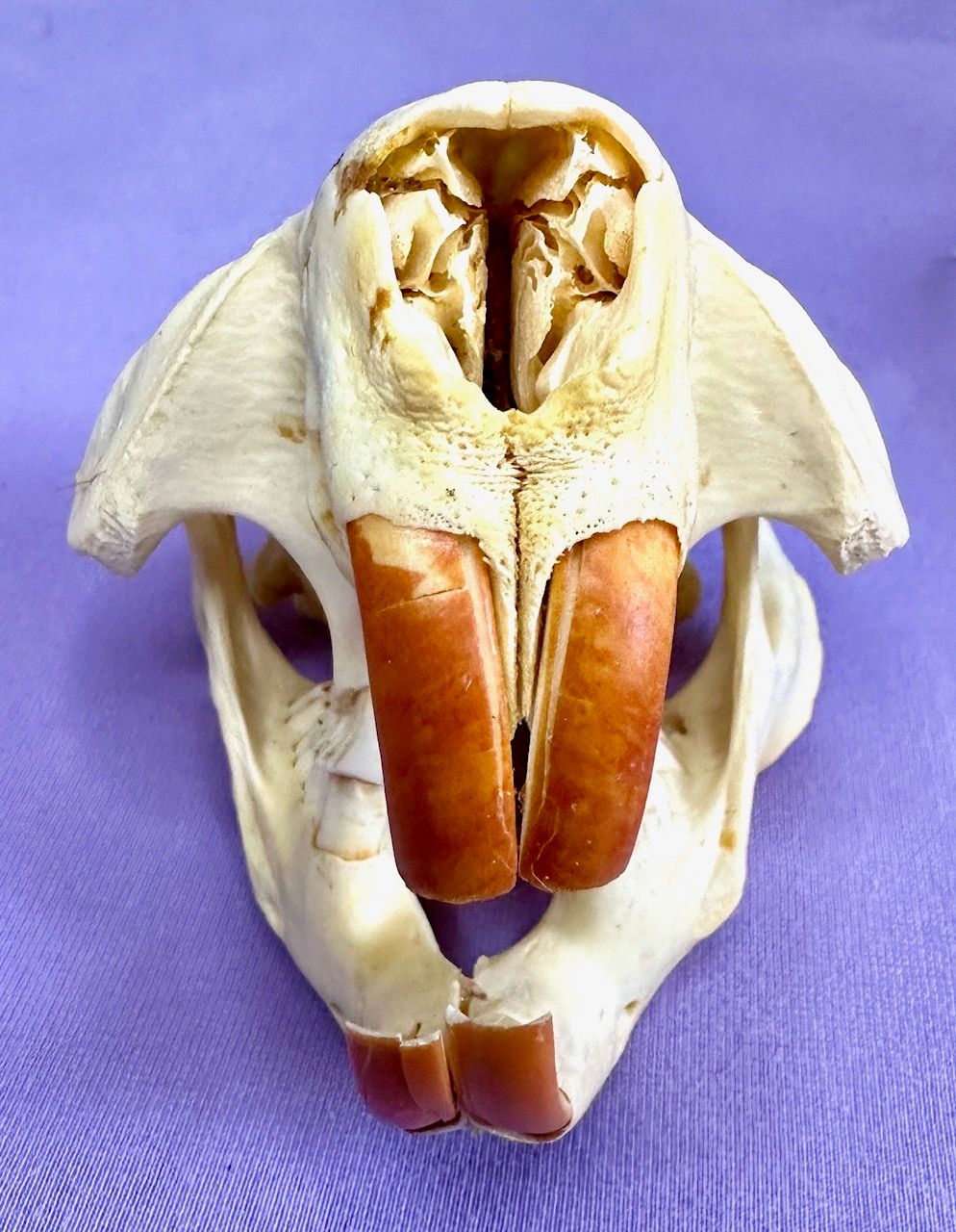 Echter Otter Schädel - 2011 legal importiert