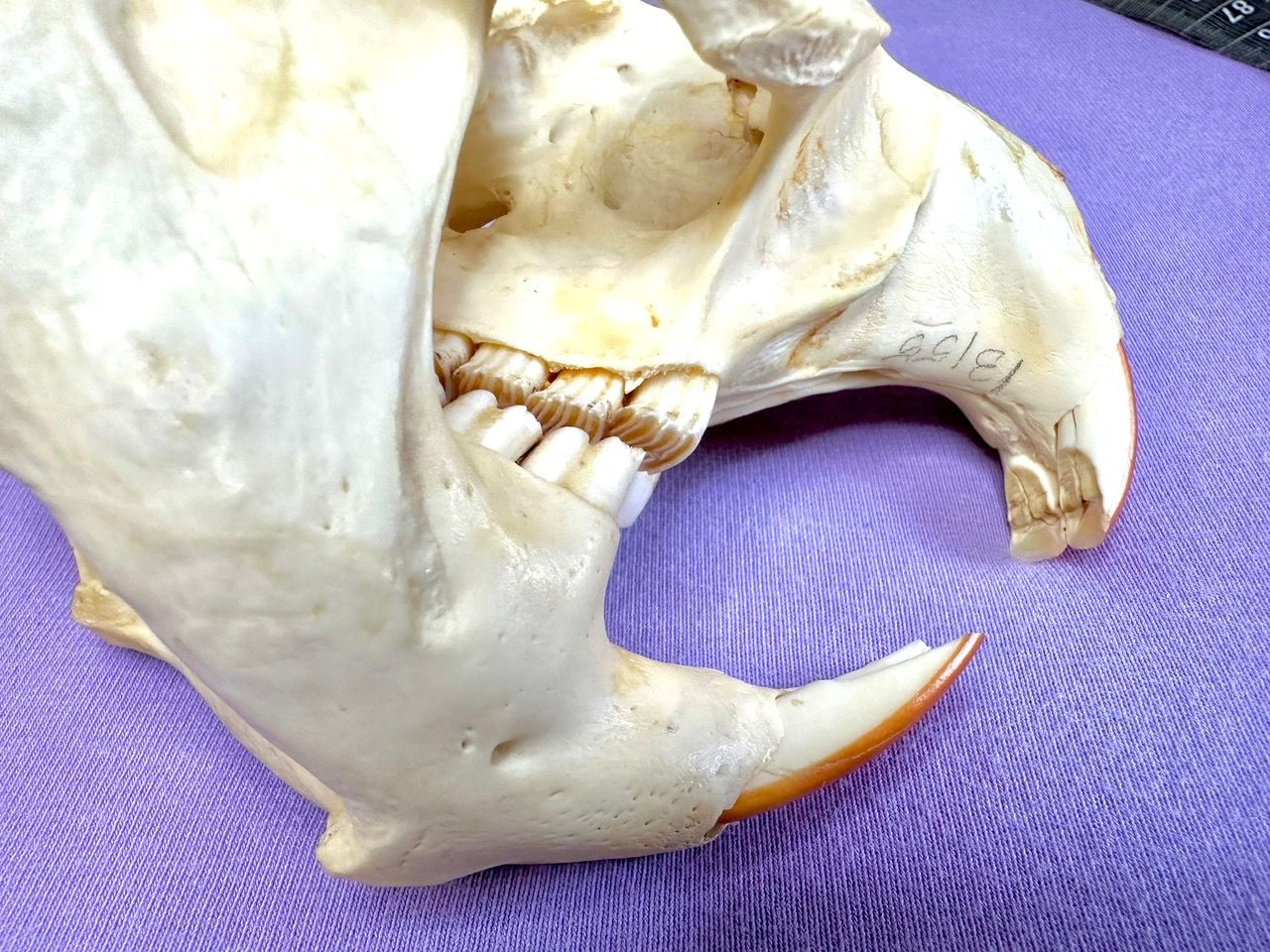 Echter Otter Schädel - 2011 legal importiert