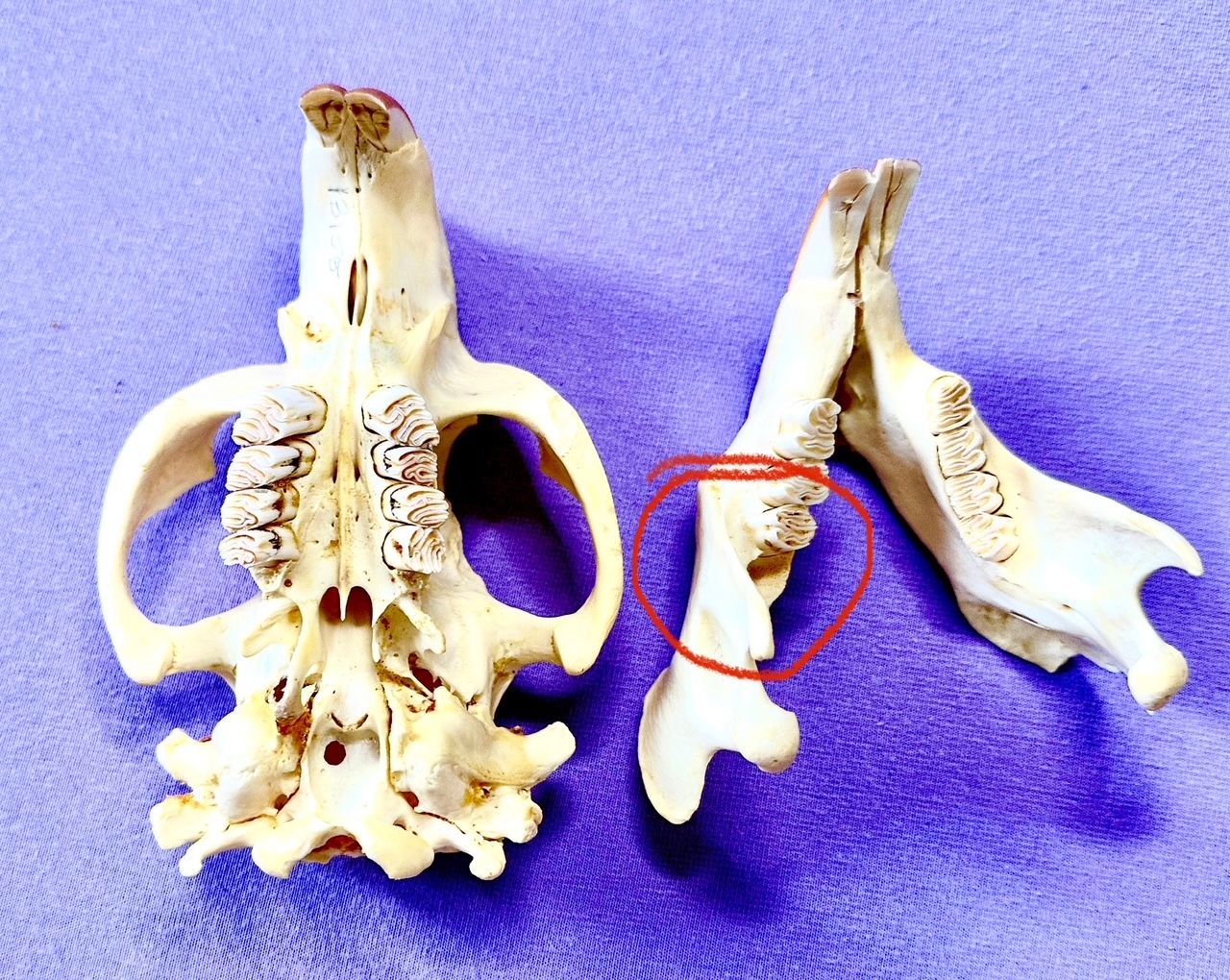 Echter Otter Schädel - 2011 legal importiert