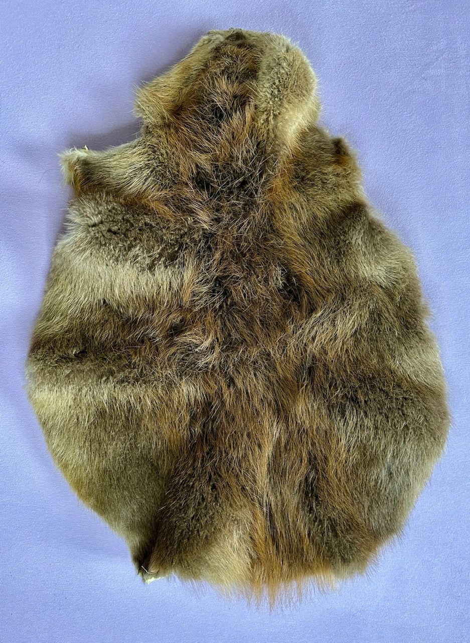 Echtes Biber Fell - 2012 legal importiert- Braintan