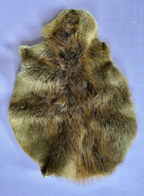 Echtes Biber Fell - 2012 legal importiert- Braintan