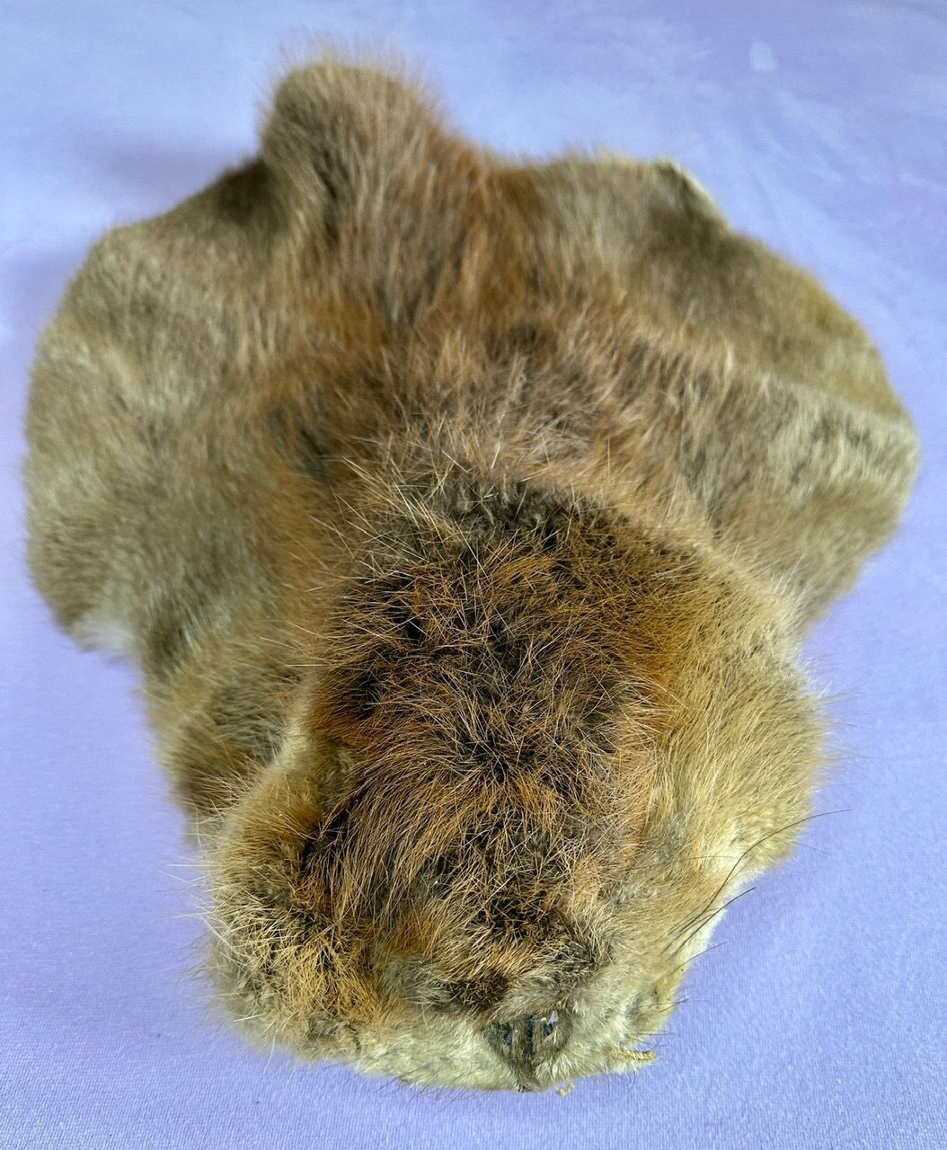 Echtes Biber Fell - 2012 legal importiert- Braintan