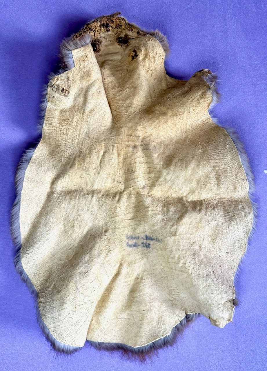 Echtes Biber Fell - 2012 legal importiert- Braintan