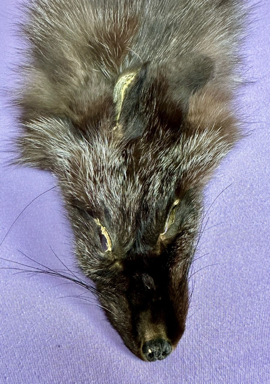 Echtes Silber Fuchs Fell - Neu