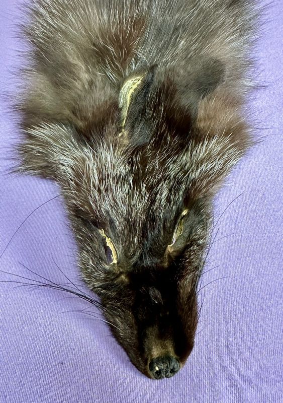 Echtes Silber Fuchs Fell - Neu