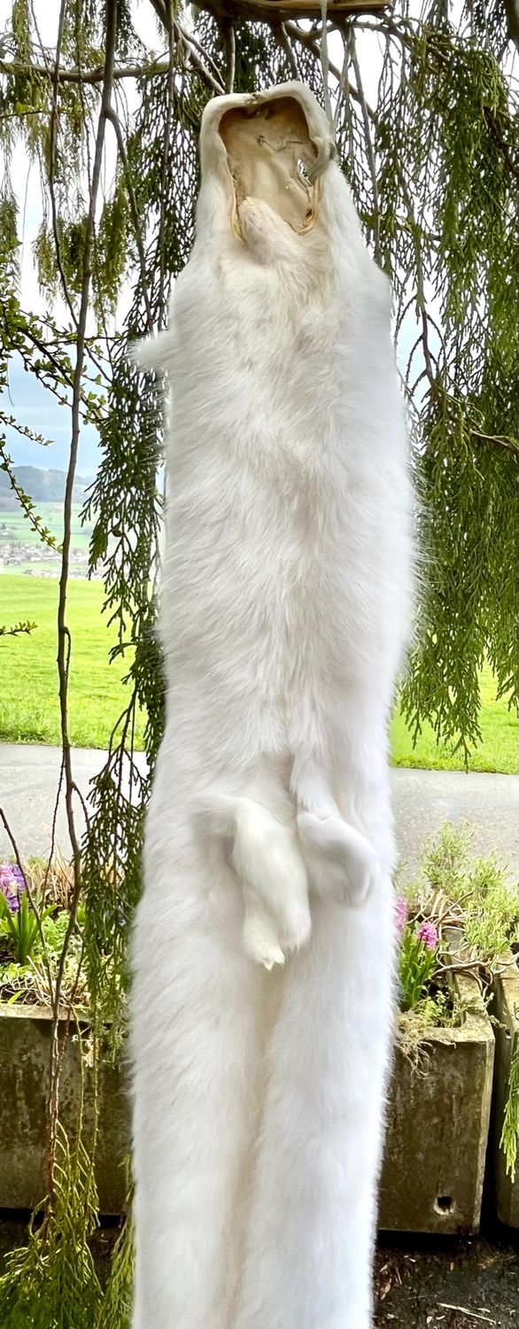 Echtes Polar Fuchs Fell