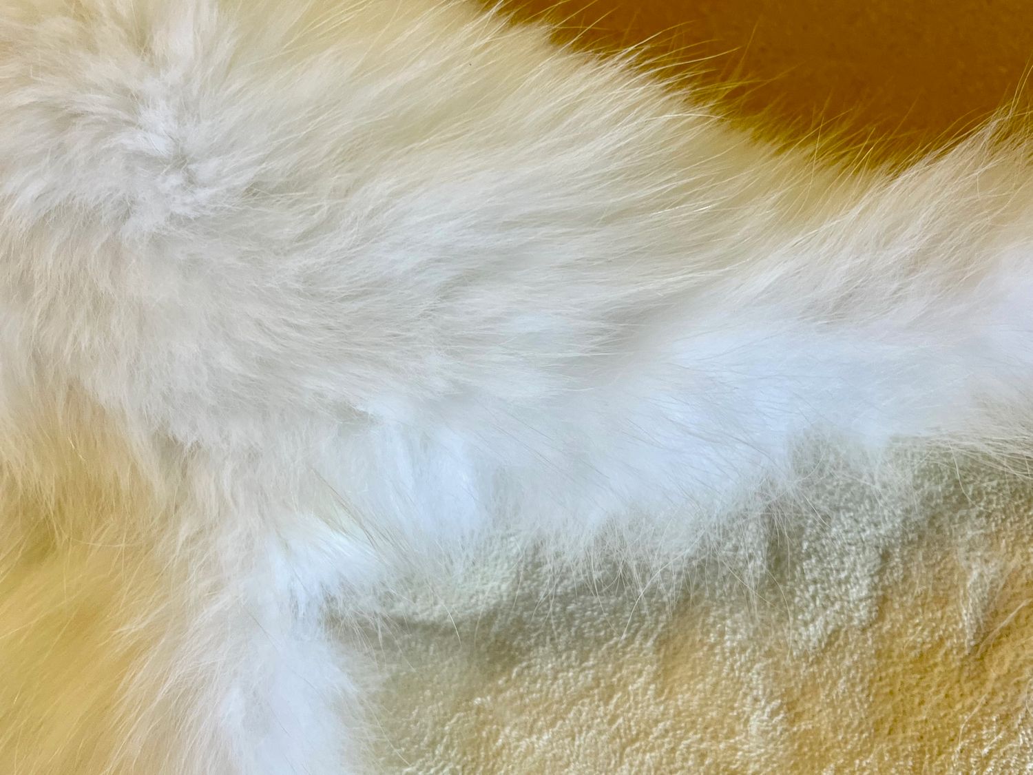 Echtes Polar Fuchs Fell