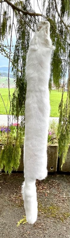 Echtes Polar Fuchs Fell