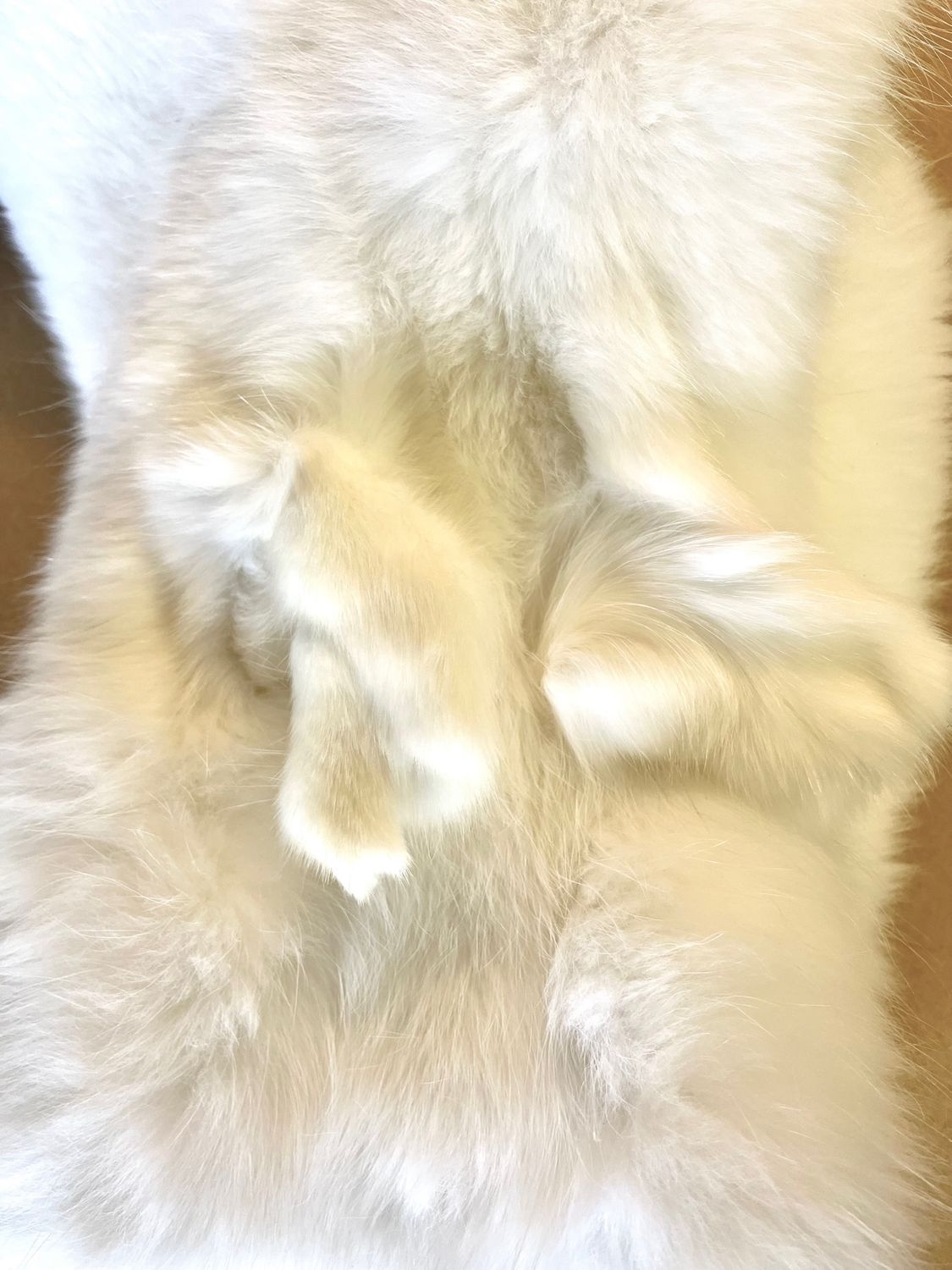 Echtes Polar Fuchs Fell