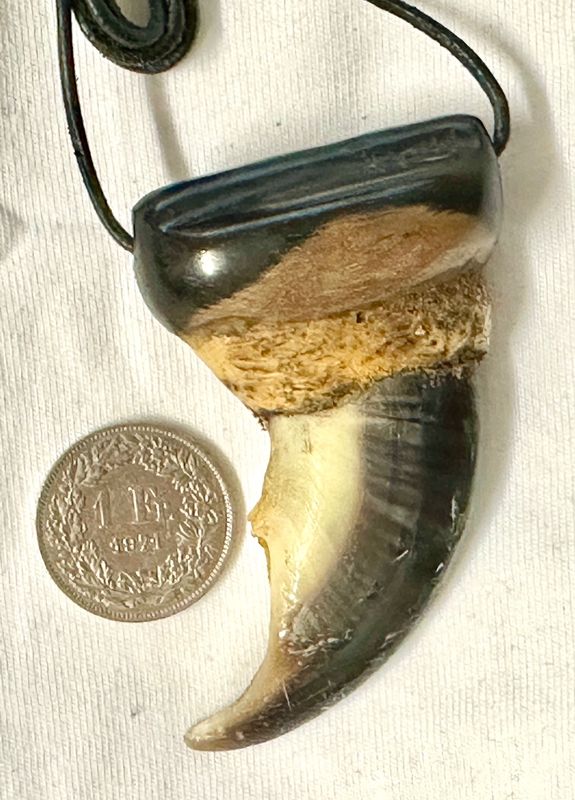 Echte Original Eisbären Eisbär Kralle Gross - Rarität