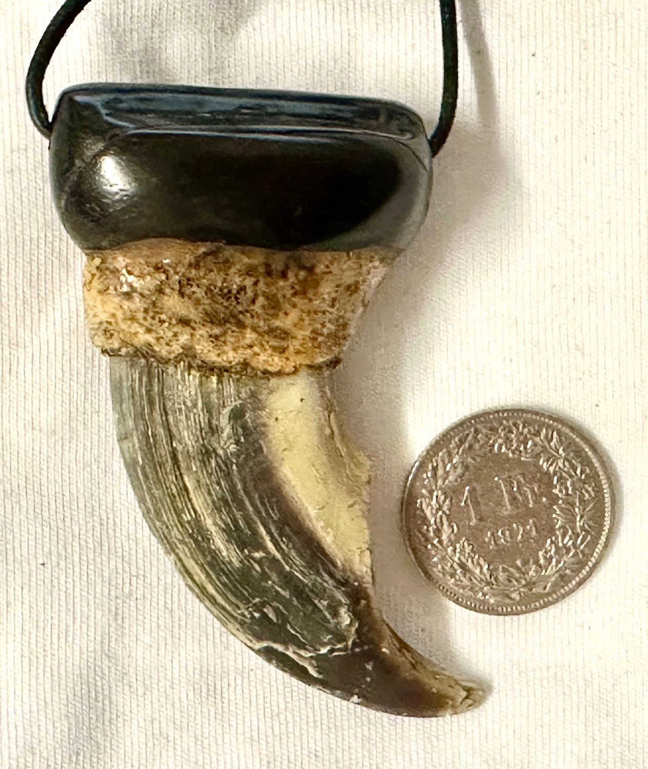 Echte Original Eisbären Eisbär Kralle Gross - Rarität