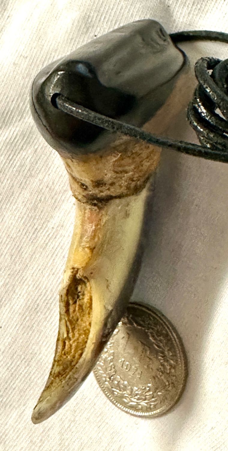 Echte Original Eisbären Eisbär Kralle Gross - Rarität