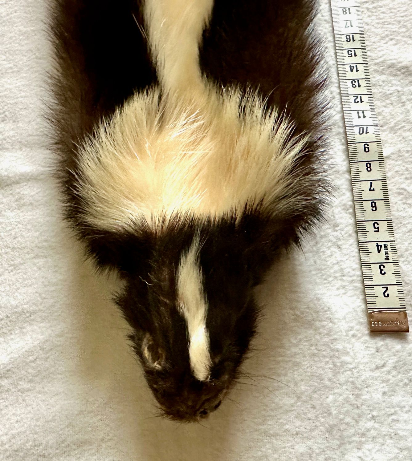 Echtes Stinktier (Skunk) Fell