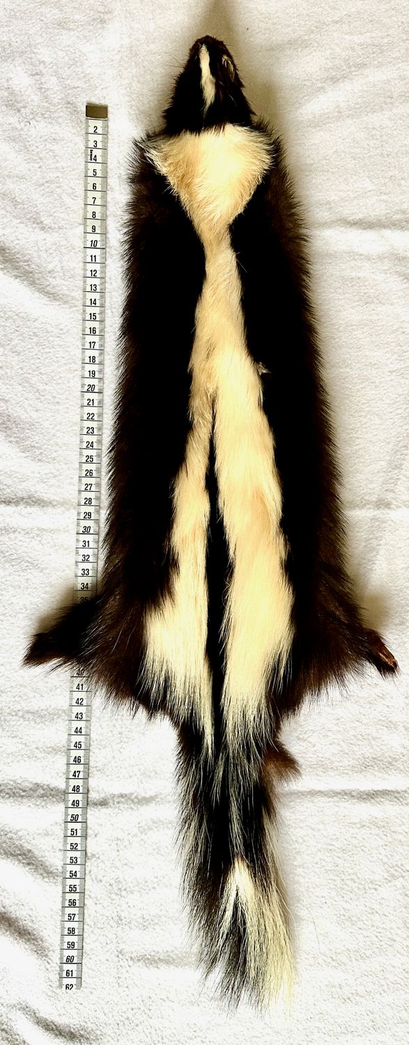 Echtes Stinktier (Skunk) Fell