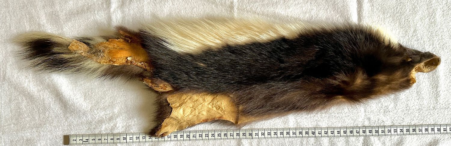 Echtes Stinktier (Skunk) Fell