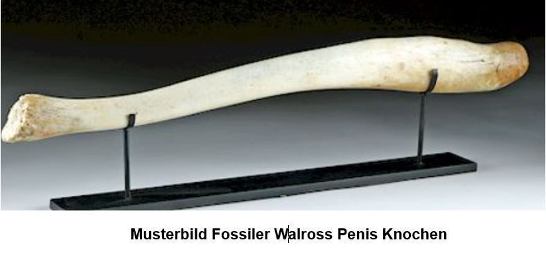 Antiker Inuit Fossiler Walross Penis Knochen Stuhl - Rarität