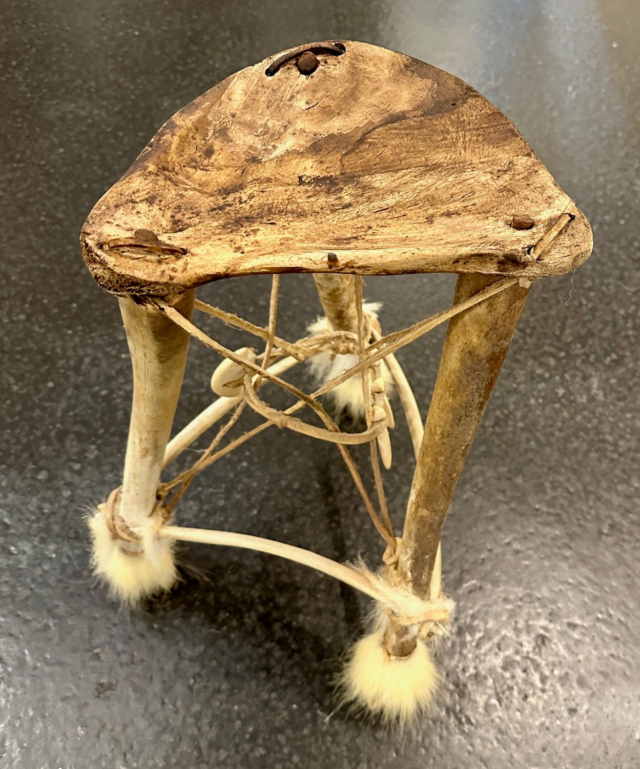 Antiker Inuit Fossiler Walross Penis Knochen Stuhl - Rarität