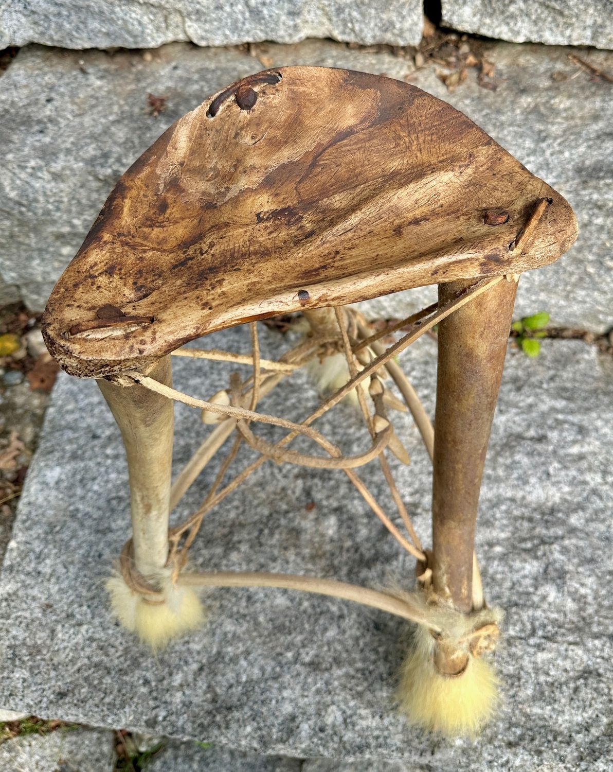 Antiker Inuit Fossiler Walross Penis Knochen Stuhl - Rarität