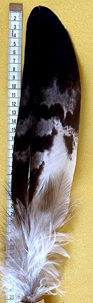 Echte Adlerfeder in Kristall -Rarität!