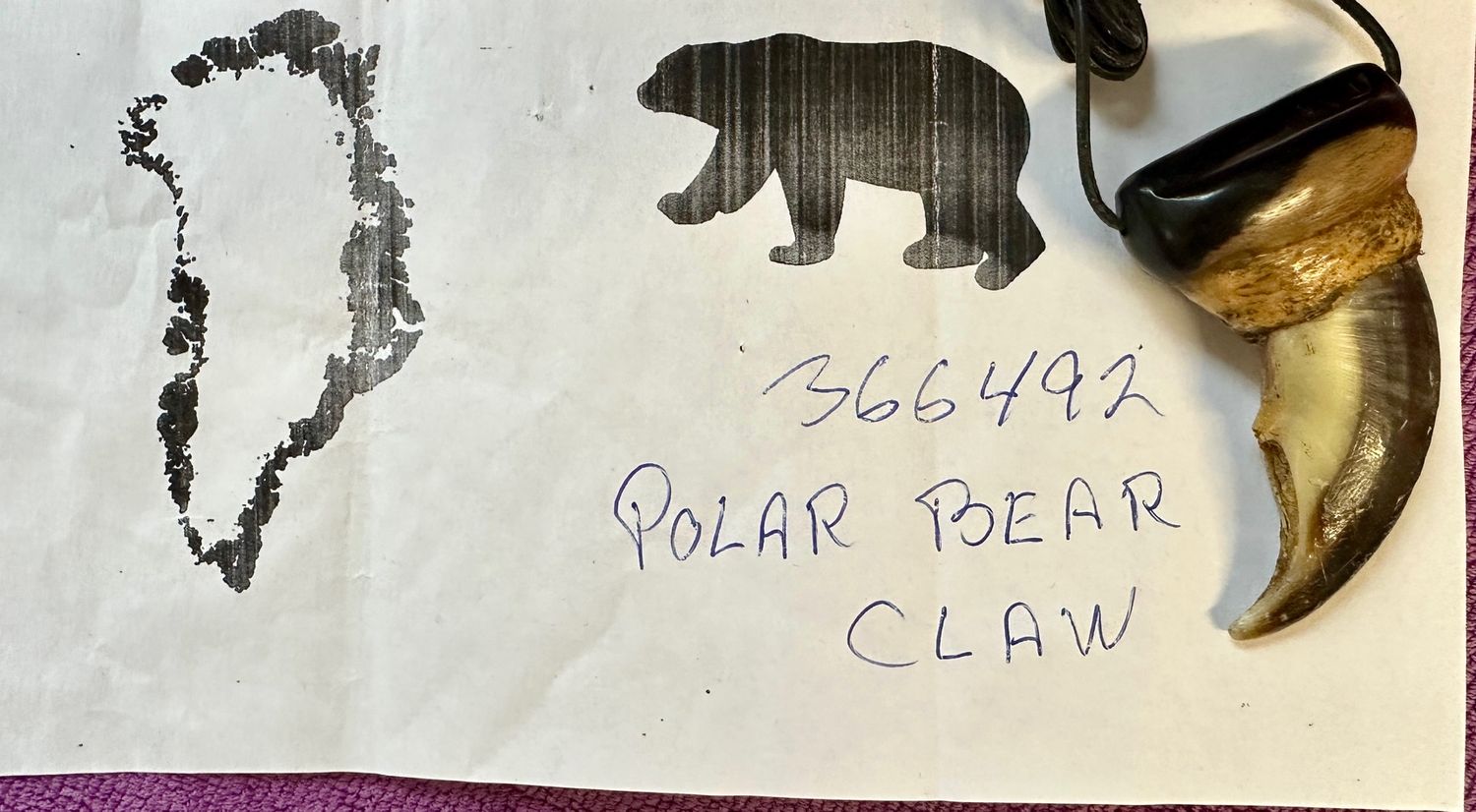 Echte Original Eisbären Eisbär Kralle Gross - Rarität