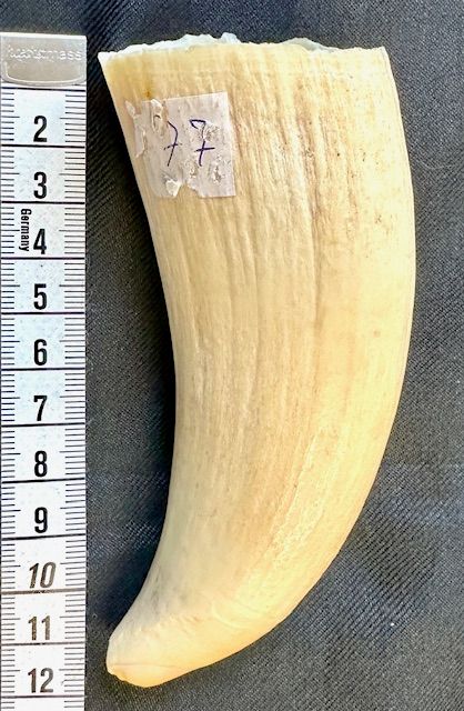 Inuit Pottwal Wal Zahn - Rarität