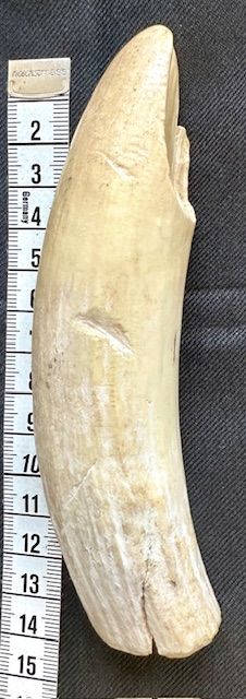 Inuit Pottwal Wal Zahn - Rarität