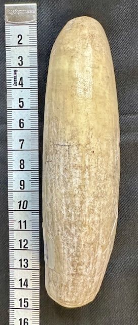 Inuit Pottwal Wal Zahn - Rarität