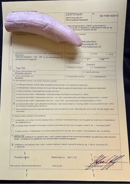 Inuit Pottwal Wal Zahn - Rarität