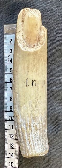 Inuit Pottwal Wal Zahn - Rarität