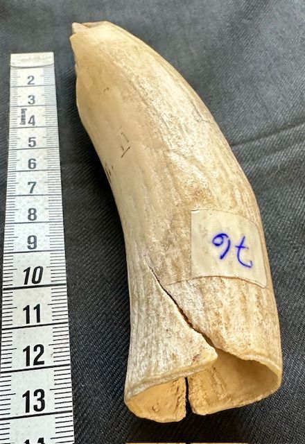 Inuit Pottwal Wal Zahn - Rarität