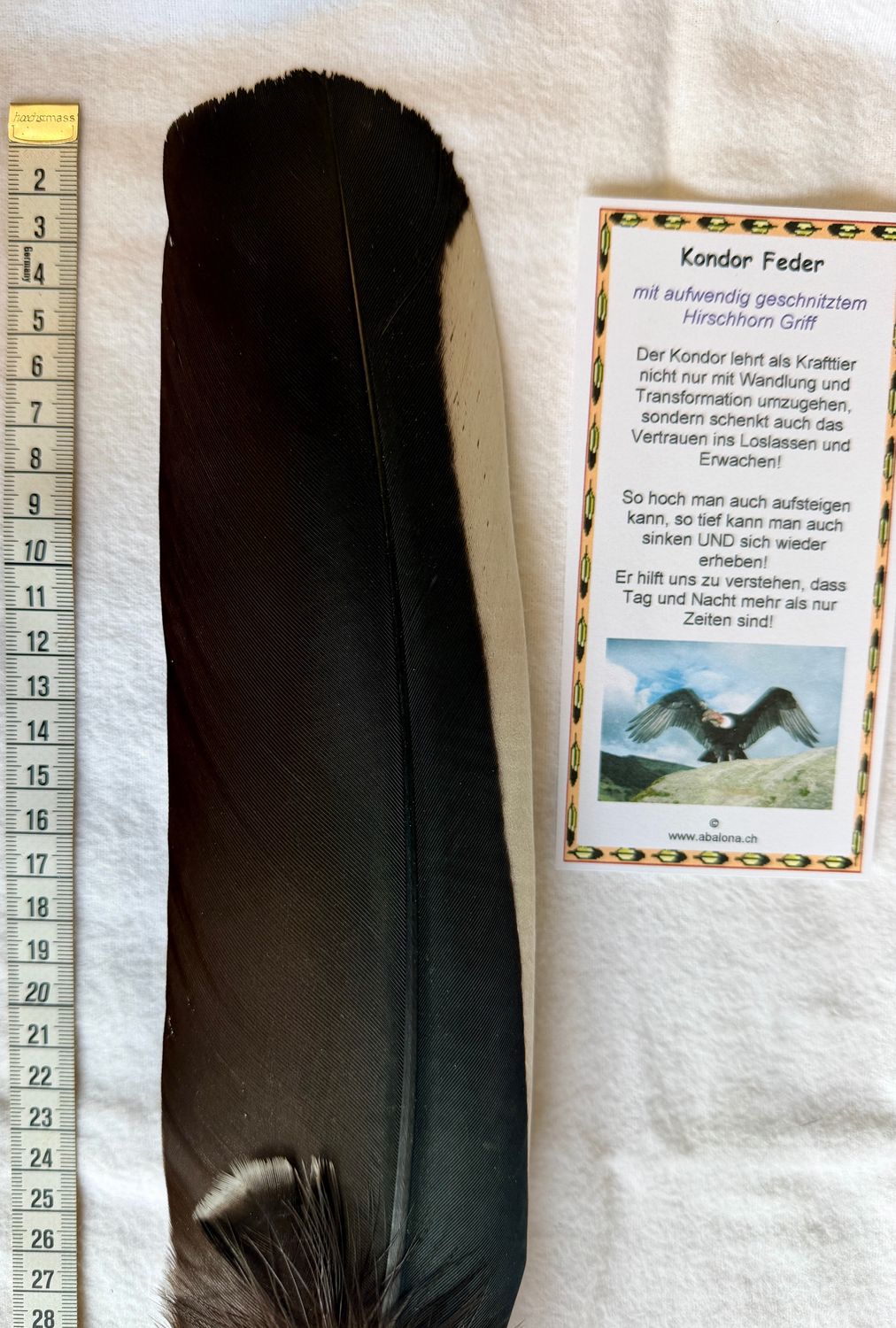 Echter Kondor Feder in Hirschhorn- Selten und Einzelstück!