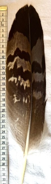 Echte Adlerfeder -Stoss 2 Weibchen