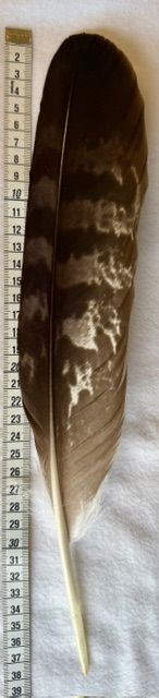 Echte Adlerfeder -Schwung S1