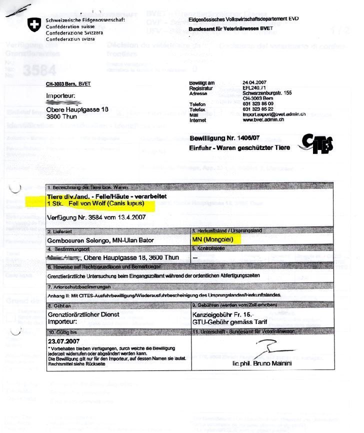Weisser Wolf mit Krallen -  2013 legal importiert