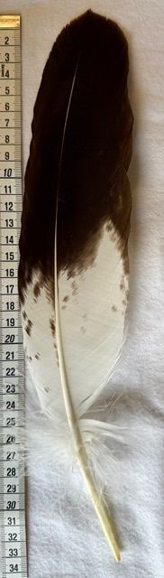 Echte Jung Adlerfeder -Schwung A 90