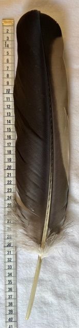 Kondor Feder 2 farbig - Condor  3- Selten!