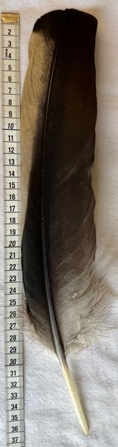 Kondor Feder 2 farbig - Condor  3- Selten!