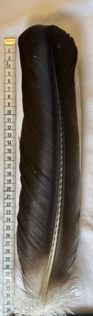 Kondor Feder schwarz - Condor 1 - Selten