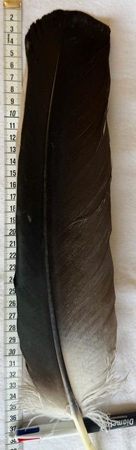 Kondor Feder schwarz - Condor 1 - Selten