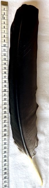 Kondor Feder schwarz - Condor 2 - Selten