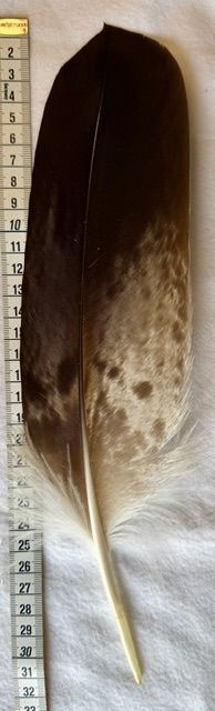 Echte Adlerfeder -Klein A1