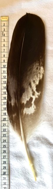 Echte Adlerfeder -Klein A2