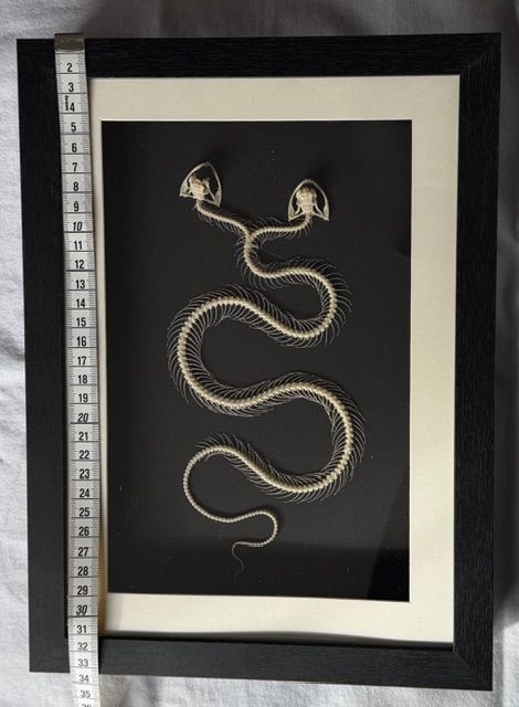 Echtes Schlangen Skelett mit Zwei Köpfen - Selten!