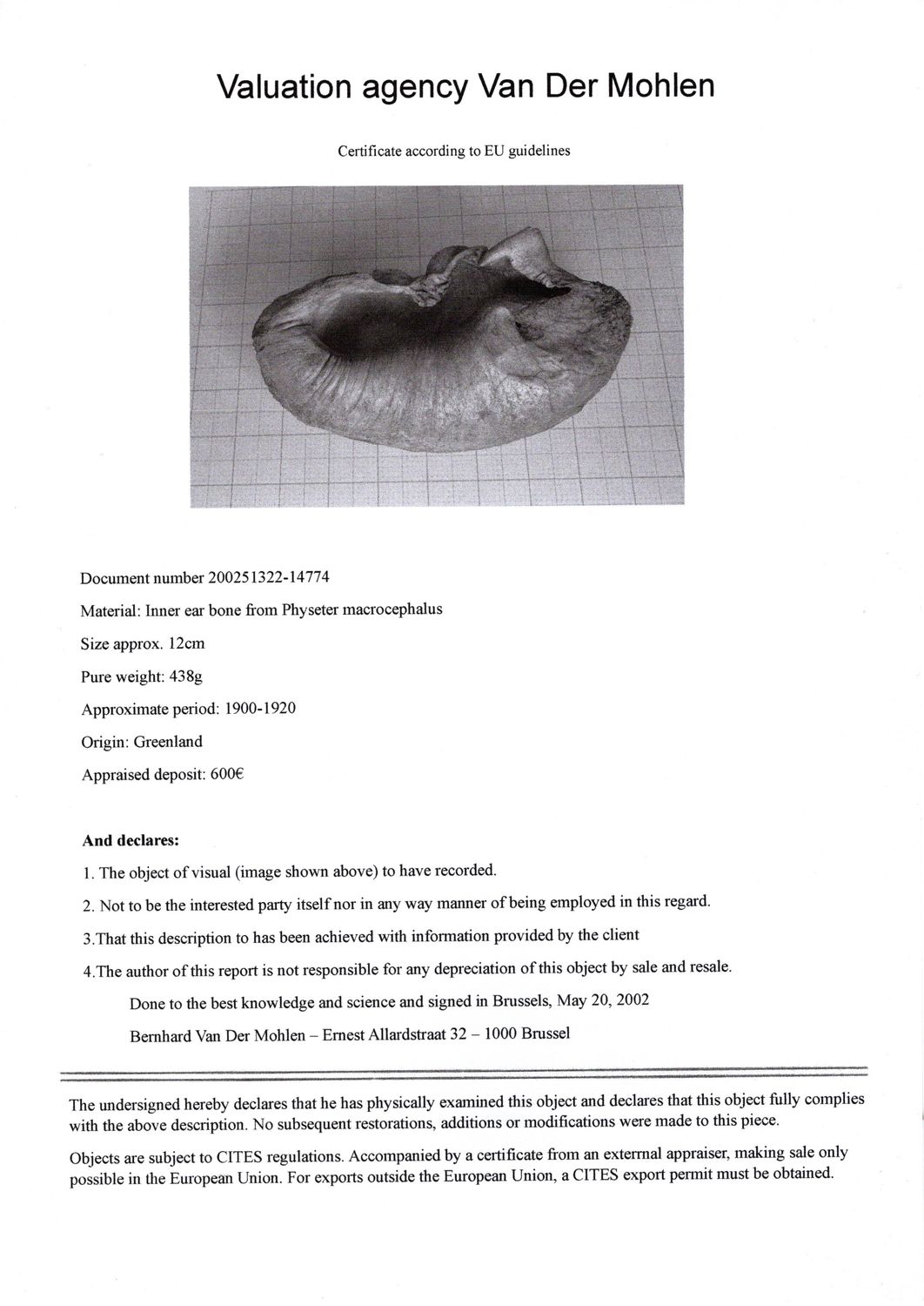 Echter Pottwal Innen Ohr Knochen - Rarität!