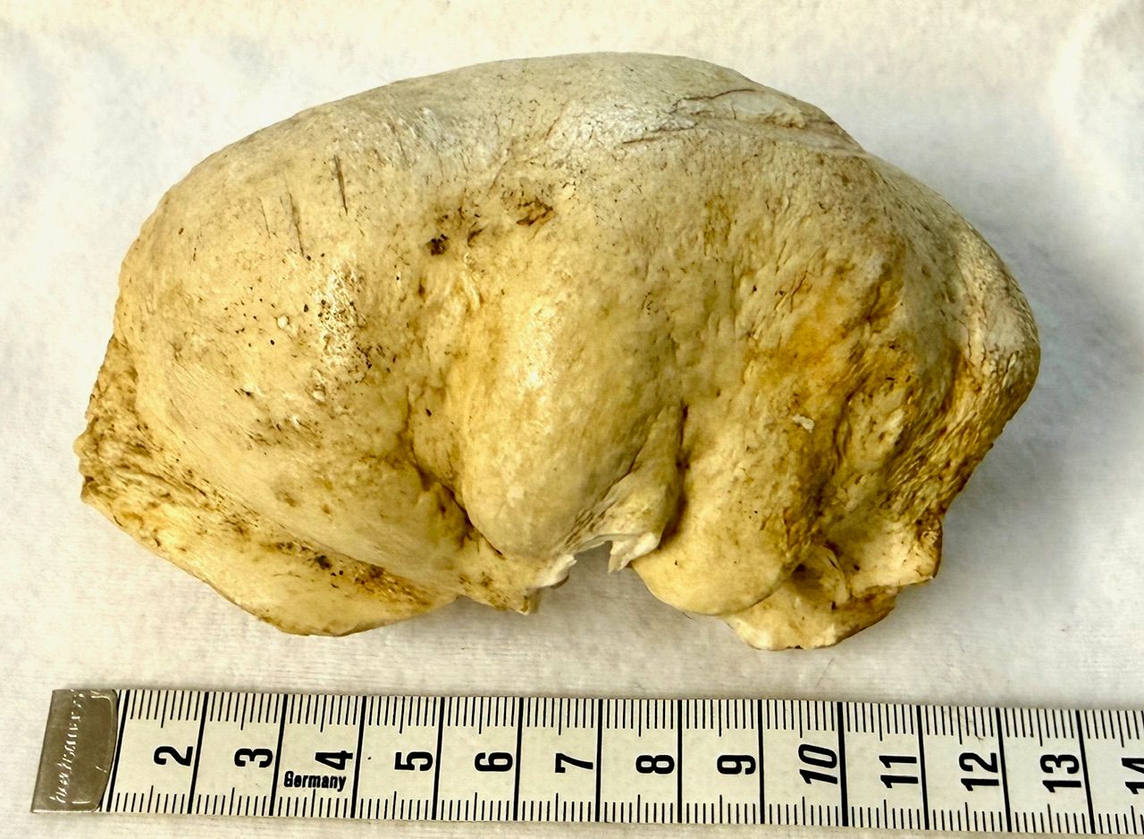 Echter Pottwal Innen Ohr Knochen - Rarität!