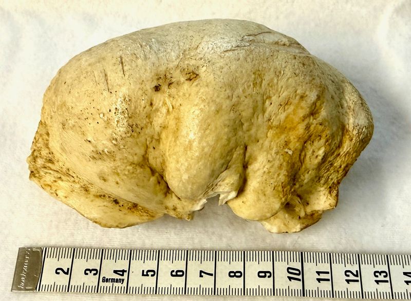 Echter Pottwal Innen Ohr Knochen - Rarität!