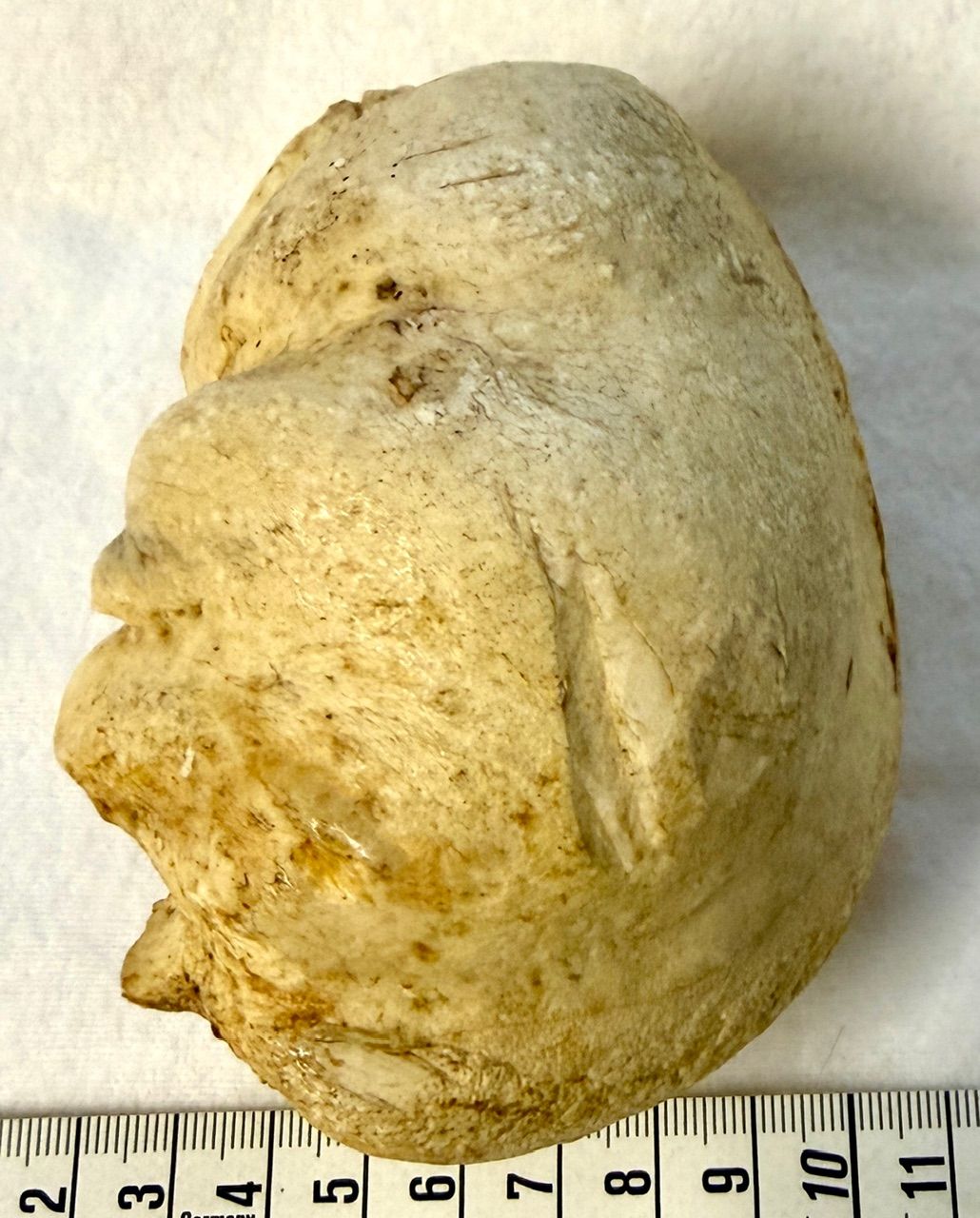 Echter Pottwal Innen Ohr Knochen - Rarität!