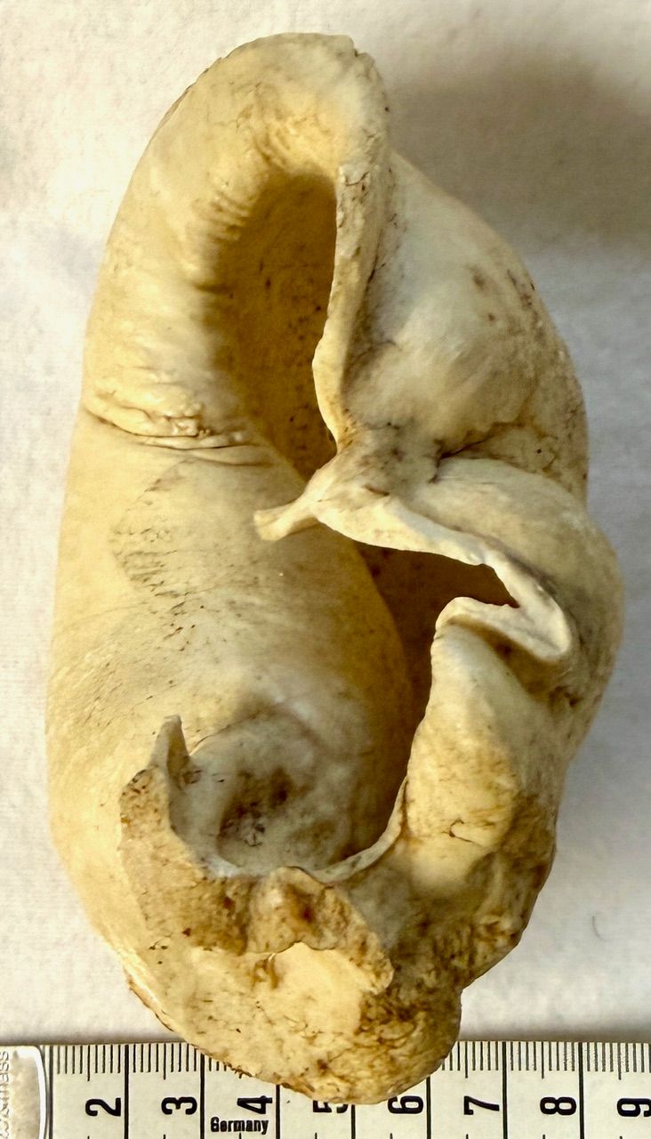 Echter Pottwal Innen Ohr Knochen - Rarität!