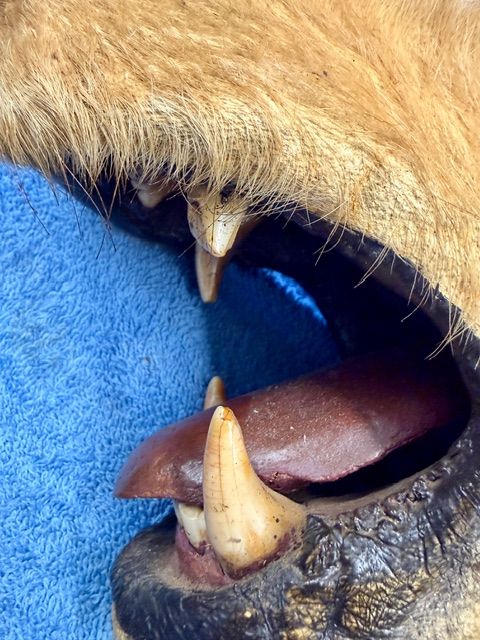 Echtes Grosses Braunbär Kopf Alt Präparat -Legal- Selten!