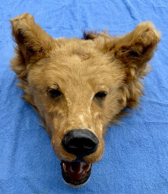 Echtes Grosses Braunbär Kopf Alt Präparat -Legal- Selten!